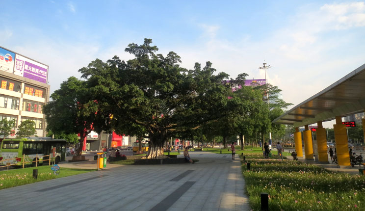 百年古榕蔥蘢碧綠，這在樂從常常可以見，展示著生活在這方水土的人們追求綠色、愛護環境