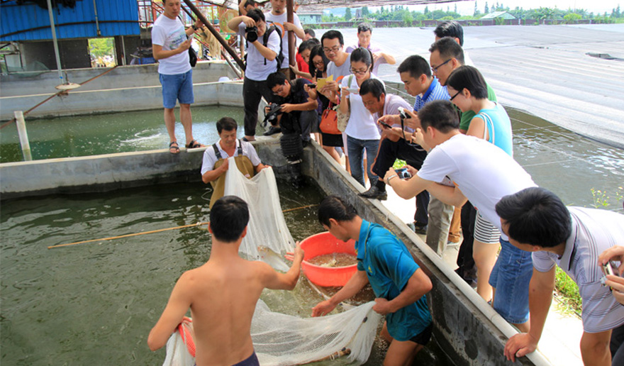 在三黎魚(yú)養(yǎng)殖場(chǎng)基地里，網(wǎng)友興致勃勃圍觀刮魚(yú)！(順德城市網(wǎng)記者梁雯雯/攝)