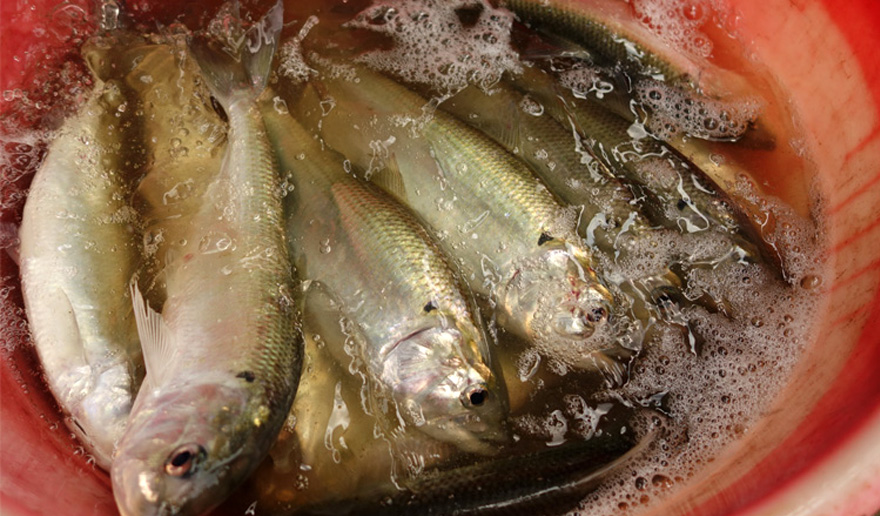 三黎魚(yú)上岸后，如果不采取特別的養(yǎng)殖，15分鐘后生命就會(huì)結(jié)束！（網(wǎng)友“pk007”/攝）