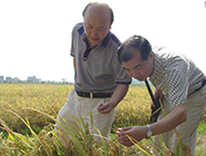 區(qū)儲(chǔ)備糧管理總公司實(shí)地調(diào)研糧情 區(qū)儲(chǔ)備糧管理總公司實(shí)地調(diào)研糧情