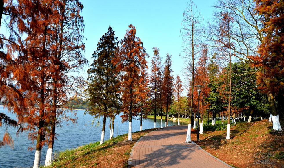 順峰山公園綠道沿線可看到順峰山、桂畔湖及青云湖的綠化及水景觀工程，是一條為市民提供休閑、娛樂和運動等公共活動的重要通道。（順德城市網網友五個輪）