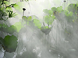 一個(gè)生而有節(jié)，一個(gè)著而不染，晨曦下蕩漾著的高潔氣質(zhì)令人欽羨。（yesir攝）