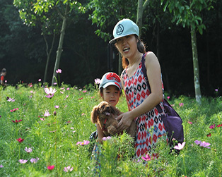 順峰山公園的格桑花開了，你也有和家人一起去看看嗎？（順德城市網網友“田園牧歌”攝）