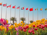 2016廣東（陳村）國際花卉旅游文化節(jié)增添了新亮點(diǎn)！萬眾矚目彭媽媽同款的國泰登場！要知道郁金香在中國開花是有多難，而且還是漂洋過海來的國泰，錯(cuò)過這次，就要等下一年了?。樀鲁鞘芯W(wǎng)網(wǎng)友“JUAN_oO_Oo”攝）
