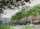 鮮花盛開，新芽長出，順德的春天美嗎？（順德城市網網友“602328024”攝）