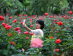 順德不是只有家電家具花卉，還有美食美景美人?。樀鲁鞘芯W網友“小龍哥”攝）