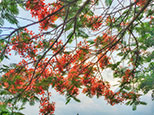 鳳凰花開，紅紅火火，你被驚艷到了嗎？（順德城市網網友“邊人”攝）
