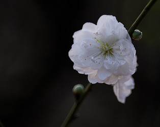 這里的桃花依舊笑春風（順德城市網網友