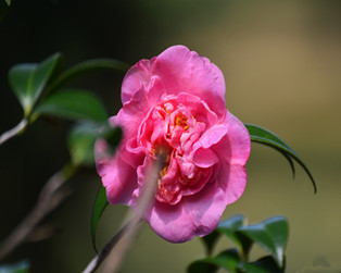 山茶花開了好幾朵，連空氣都有花兒的清香（順德城市網網友"零國度"攝）