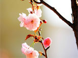 春天來(lái)了，櫻花也來(lái)湊湊熱鬧了！（順德城市網(wǎng)網(wǎng)友“莫生氣”攝）
