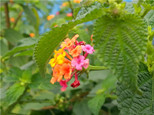 春天，是賞花的季節，五彩斑斕地呈現。（順德城市網網友“茶葉。。。蛋”攝）