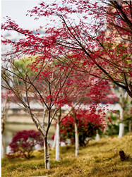 春天的色彩~是紅葉的驚喜！（順德城市網(wǎng)網(wǎng)友“又大又漂亮”攝）