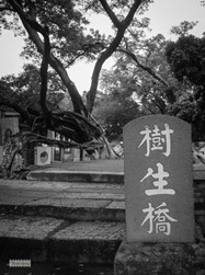 歷盡滄桑的容桂”樹生橋“，如今依然守護(hù)者來來往往的人們。（順德城市網(wǎng)網(wǎng)友“雕刻時(shí)光”攝）