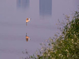 鷺鳥與風光，都在桂畔河，有空，就去走走吧~（順德城市網網友“鋒山水起”攝）
