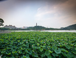 順峰山公園荷花熱烈綻放，錯落有致的荷花與中式古典園林搭配，更顯和諧、高貴。（順德城市網網友“梁平凡”攝）