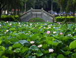 三洲公園內(nèi)的荷花開得正盛！（順德城市網(wǎng)網(wǎng)友“順德東哥”攝）