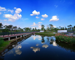 德民路東延線處處充滿花香，順德又多一處美美的景觀帶。（順德城市網(wǎng)網(wǎng)友“零國度”攝）