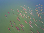 百舸爭流，當屬順德龍舟！（順德城市網網友“石頭2012”供圖）