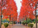 長(zhǎng)沙的驚鴻一瞥，獨(dú)愛(ài)這深冬“艷陽(yáng)”的紅楓葉。（順德城市網(wǎng)網(wǎng)友“五個(gè)輪”攝）