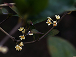 桂花贊：花香飄四季，閑來三幾朵。玲瓏未自棄，芬芳不搶鼻。（網友“通濟刁民”攝）