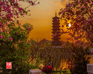 春日的南方醫科大學（順德學院），同樣美的驚心動魄。（順德城市網網友“梁平凡”攝）