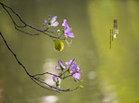 紫荊花開，蒼翠欲滴?。樀鲁鞘芯W(wǎng)網(wǎng)友“東哥一游”攝）