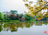 北滘黃龍，春的氣息芳香迷人。（順德城市網(wǎng)網(wǎng)友“見佛聞山”攝）