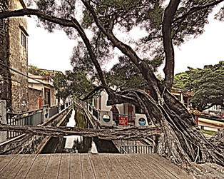 容桂樹生橋，我們需珍惜樹的付出，保護樹的生長。（順德城市網網友“無法無天”攝）