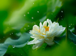 蓮，出淤泥而不染，濯清漣而不妖！（順德城市網(wǎng)網(wǎng)友“馬彥良”攝）
