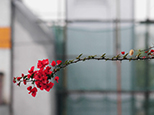 風雨洗禮后，呈現的是更加有張力的生命！（網友“通濟刁民”攝）