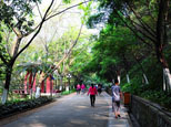 鳳嶺公園：暫別忙碌，到此盡情享受一抹抹的綠意。（網友“三葉楓”攝）