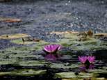 一場(chǎng)雨，一朵睡蓮，訴說(shuō)一個(gè)關(guān)于直面風(fēng)雨，逆境中微笑的故事。網(wǎng)友“一休哥”攝
