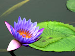 一花一世界，一葉一天堂，你靜臥在一塘寧靜與安詳中，從容優(yōu)雅。網(wǎng)友“通濟刁民”攝 
