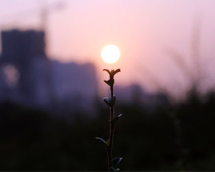 小小的枝椏也能托起一輪夕陽，別具新意的構圖！美，需要用心去創造。網友“我忘了”攝
