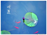 冬日里，睡蓮悄然綻放，魚兒嬉戲游于水中，好一幅“年年有余”的風(fēng)景畫。網(wǎng)友“青蓮FCX”攝

