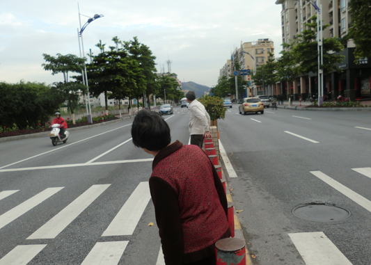 道路中分帶種盆栽　市民憂心長高了不安全