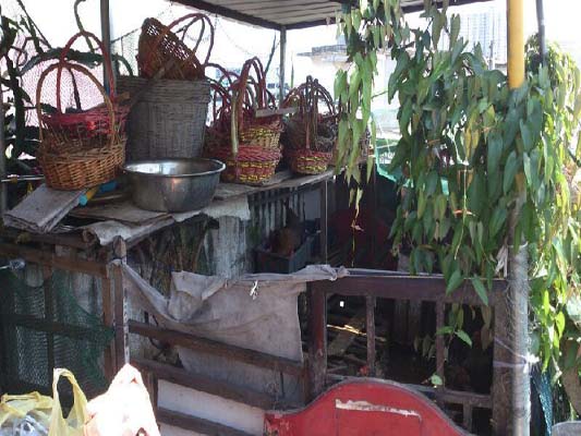 住戶樓頂養(yǎng)雞氣味難聞，鄰居不堪其擾