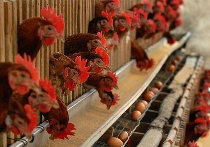 全鎮(zhèn)活禽檔口開展統(tǒng)一消毒行動，嚴防H7N9！