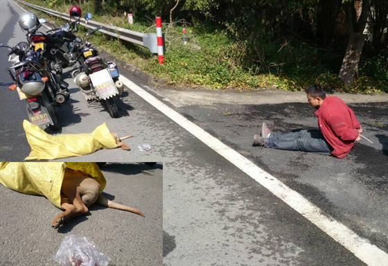 偷狗賊毒死路邊狗，當心餐桌吃到毒狗肉