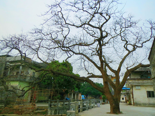 古坊·古樹·古廟，醉在“隔世”杏壇路涌村中