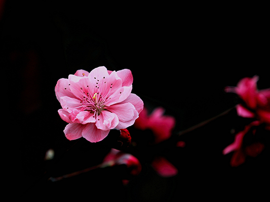 壹周美圖：春光明媚，和大自然有個約會