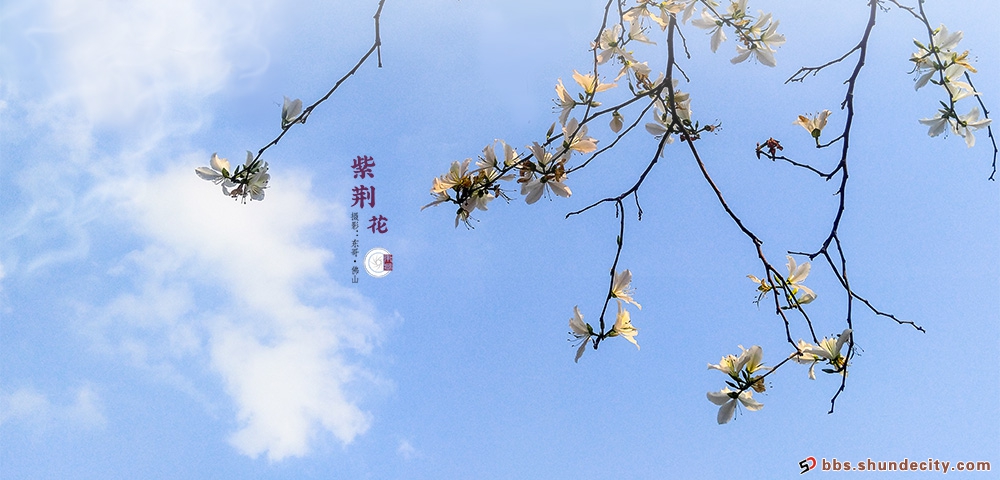 手機(jī)鏡頭里的紫荊花一樣美！