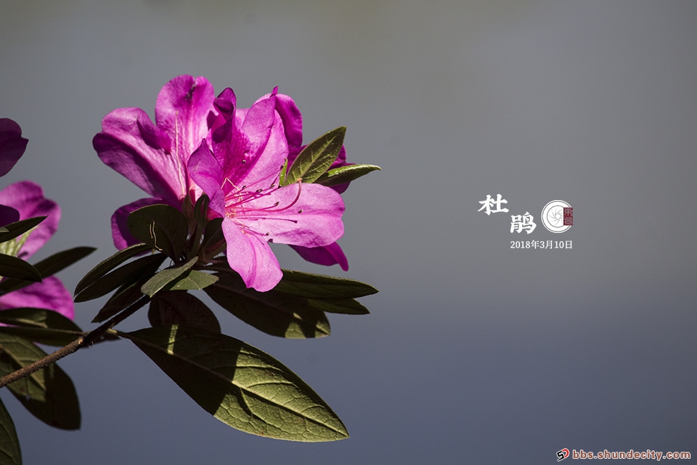 那抹迷人的紫，“花中西施”杜鵑綻放