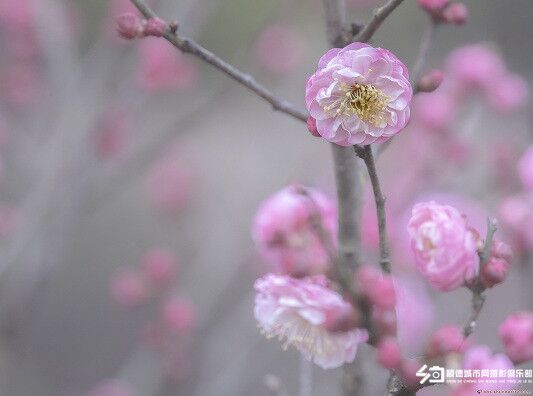 春意盎然！滿園春色關(guān)不住，快來賞花！