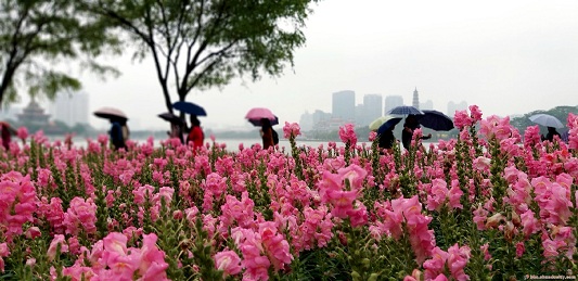 風雨送春歸，在詩歌中品味鳳城美景