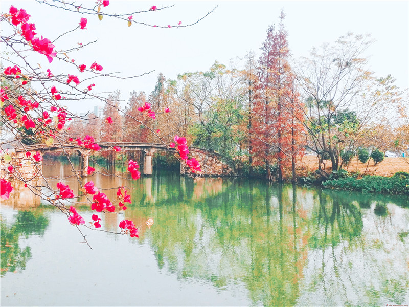 倫教三洲水杉披紅裝