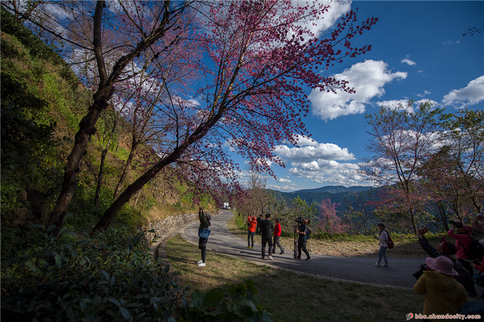 無量山櫻花谷：冬日里的春天