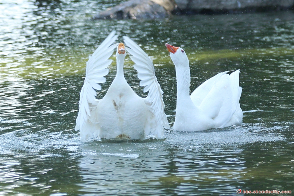 鵝鵝鵝