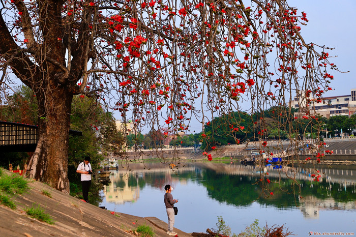 不負春光，紅棉綻放