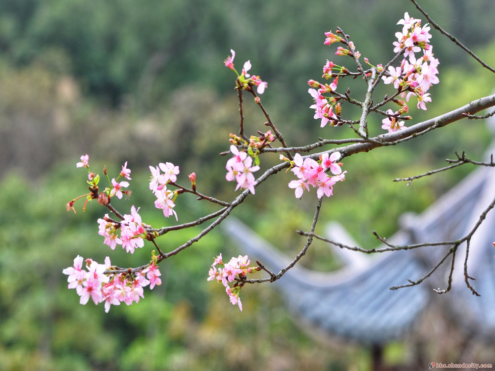 櫻花開了，春天還會遠嗎？